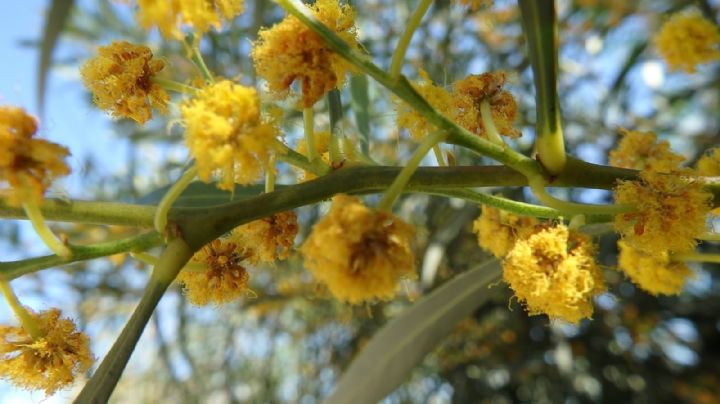 Acacia Cornigera: la fascinante planta que hace de las hormigas sus aliadas naturales
