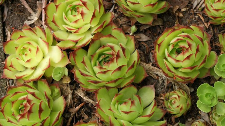 Sempervivum tectorum: la suculenta que conquistó los tejados romanos y sigue fascinando
