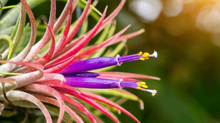 Tillandsias: el “clavel del aire” que transformará tu hogar con su encanto único