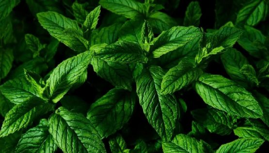 Menta en una taza: el secreto para un rincón aromático y lleno de frescura