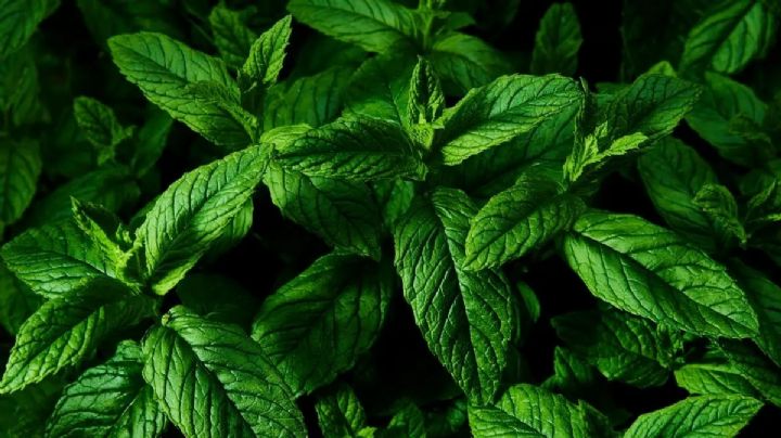Menta en una taza: el secreto para un rincón aromático y lleno de frescura