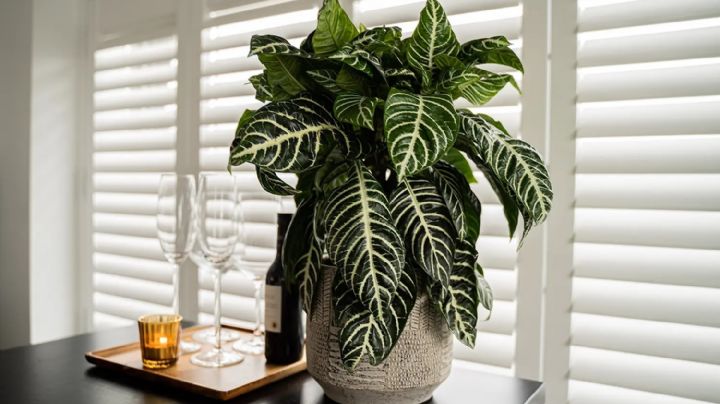 Aphelandra squarrosa: la planta cebra que convertirá tu casa en una selva de elegancia