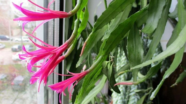 Disocactus biformis: la suculenta exótica que roba miradas y alegra cualquier rincón