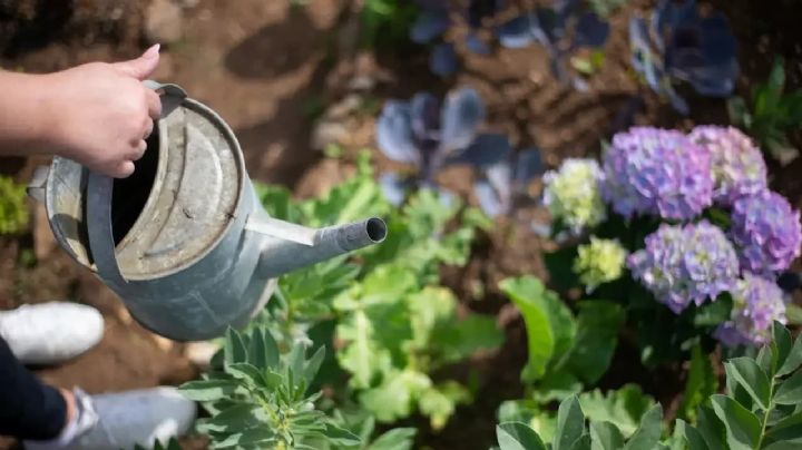 Rescata tus plantas del invierno: Evita estos cinco errores fatales