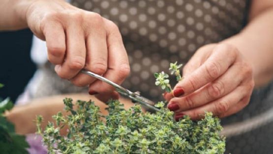 Tomillo en casa: cultivá esta planta aromática y llená tu jardín de sabor y frescura