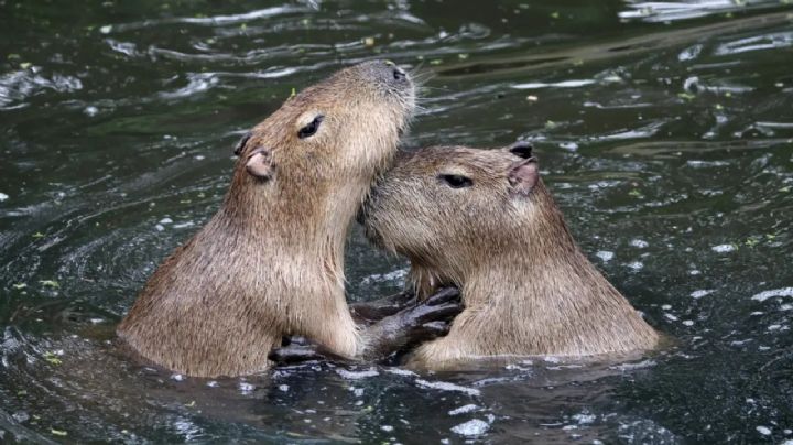 ¡Adiós capibaras! Este es el nuevo ícono pop que enamora al mundo