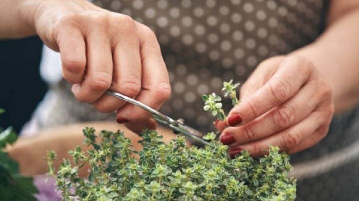 Tomillo en casa: cultivá esta planta aromática y llená tu jardín de sabor y frescura