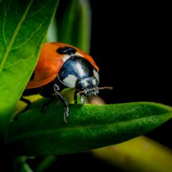 Mariquitas: los mensajes ocultos detrás de estas pequeñas mensajeras de la buena fortuna