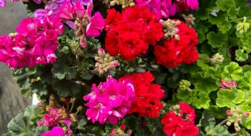Multiplicá tus geranios con éxito: el truco infalible para llenar tu jardín de color