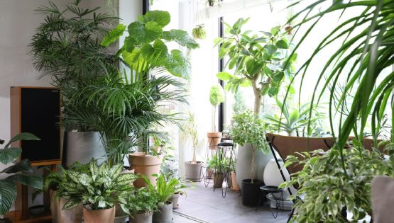¿Amas las plantas? ¡Cuidado! Estas especies pueden ser una puerta abierta a las cucarachas