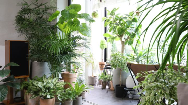 ¿Amas las plantas? ¡Cuidado! Estas especies pueden ser una puerta abierta a las cucarachas