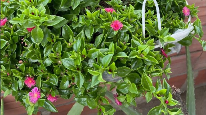 Aptenia cordifolia: la suculenta que florece todo el año y transforma cualquier rincón