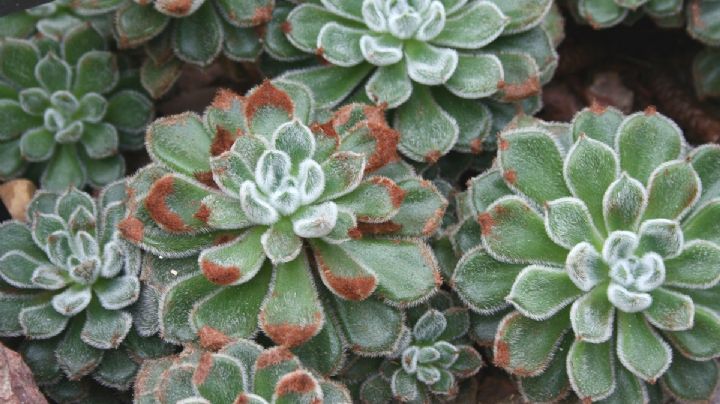 Echeveria setosa: la suculenta peludita que conquista corazones y jardines