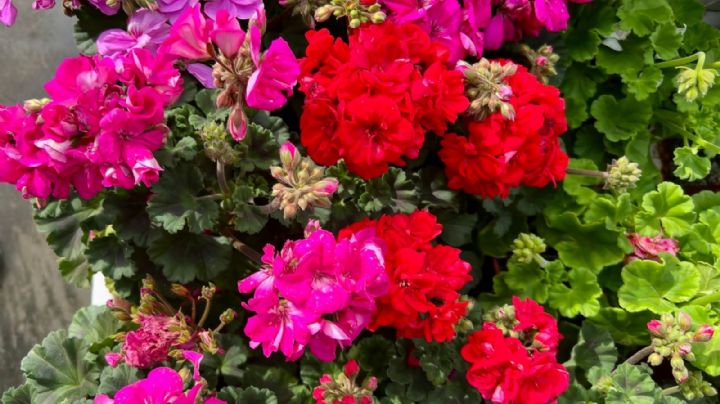 Multiplicá tus geranios con éxito: el truco infalible para llenar tu jardín de color