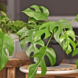 Monstera mínima: la suculenta exótica que le da vida y estilo a tus espacios interiores