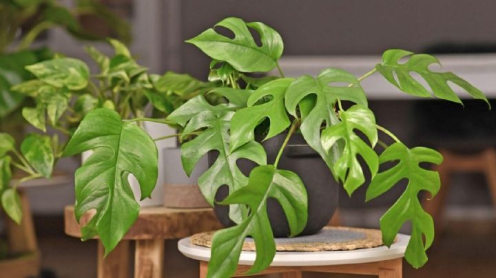 Monstera mínima: la suculenta exótica que le da vida y estilo a tus espacios interiores