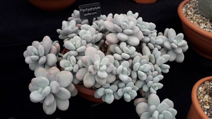 Pachyphytum oviferum: todo lo que necesitás saber para cuidar tu suculenta “Piedra de luna”