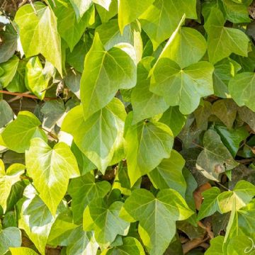 Hedera helix: la trepadora infalible que transforma muros, patios y rincones con verde encanto