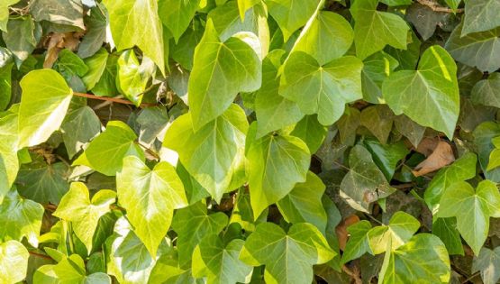 Hedera helix: la trepadora infalible que transforma muros, patios y rincones con verde encanto