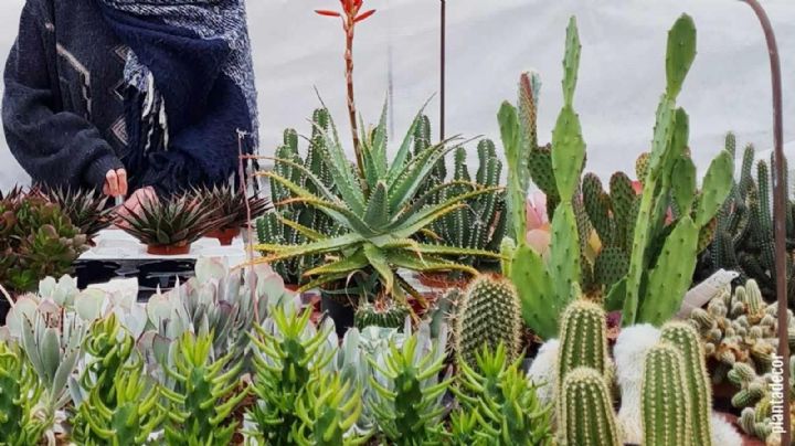 Cactus en modo invierno: secretos para que sigan radiantes durante el frío