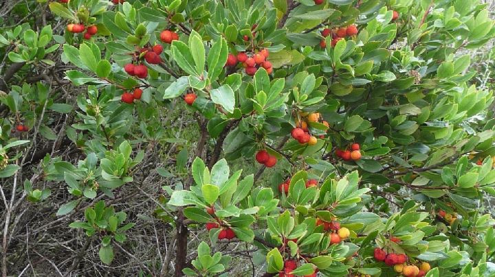 Arbutus unedo: el arbusto que florece, fructifica y deslumbra todo el año