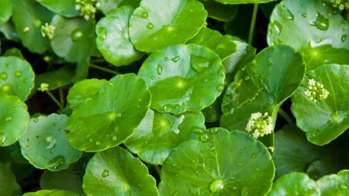Centella asiática: la hierba medicinal que despierta tu mente y cuida tu cuerpo