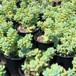 Sedum Treleasei: la suculenta que resiste todo y decora con encanto natural