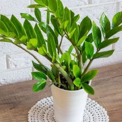 Zamioculca: la planta del Feng Shui que armoniza tu hogar con elegancia y cero esfuerzo