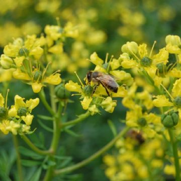 Ruta graveolens: cómo cuidar tu planta de ruda para que crezca fuerte y siga vibrando en positivo