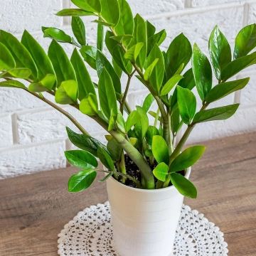 Zamioculca: la planta del Feng Shui que armoniza tu hogar con elegancia y cero esfuerzo