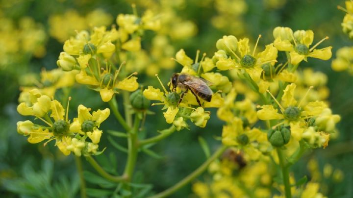 Ruta graveolens: cómo cuidar tu planta de ruda para que crezca fuerte y siga vibrando en positivo