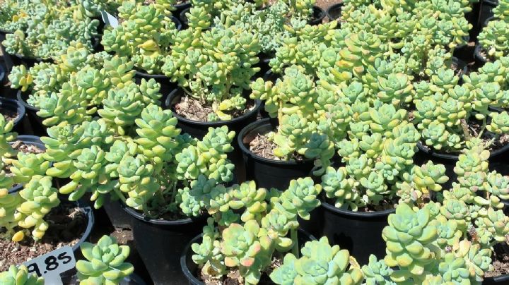 Sedum Treleasei: la suculenta que resiste todo y decora con encanto natural
