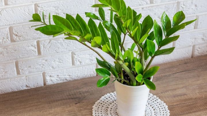 Zamioculca: la planta del Feng Shui que armoniza tu hogar con elegancia y cero esfuerzo