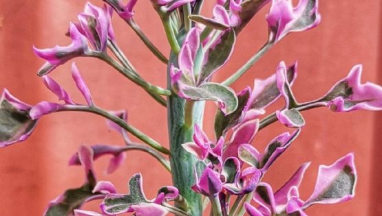 Senecio articulatus: la suculenta exótica que dará un toque único a tu jardín