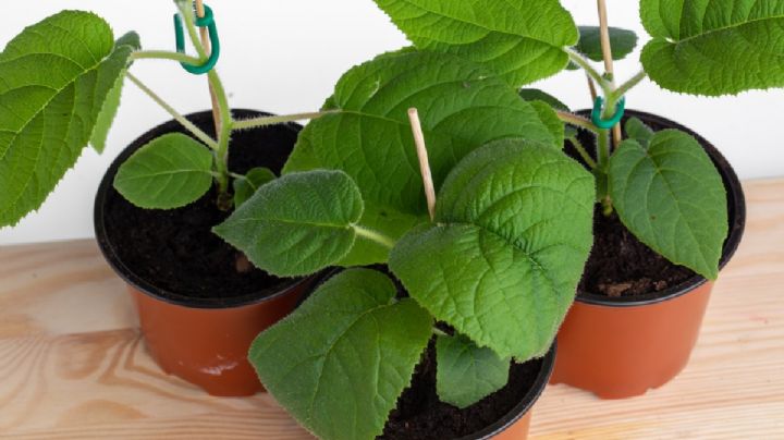Cultivá kiwis en macetas y disfrutá de frutas frescas en tu casa
