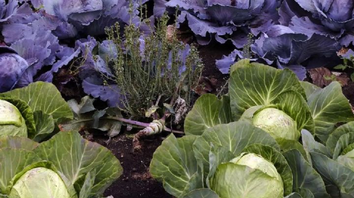 Julio en la huerta: frío, sabor y cosechas aseguradas