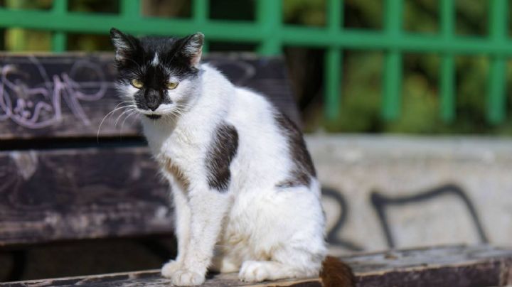 Gatos: exploradores urbanos que conquistan su territorio con astucia