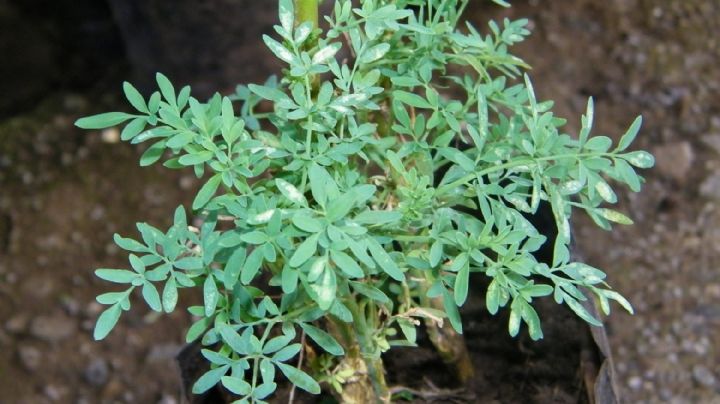 Ruda: el amuleto natural para atraer protección y prosperidad