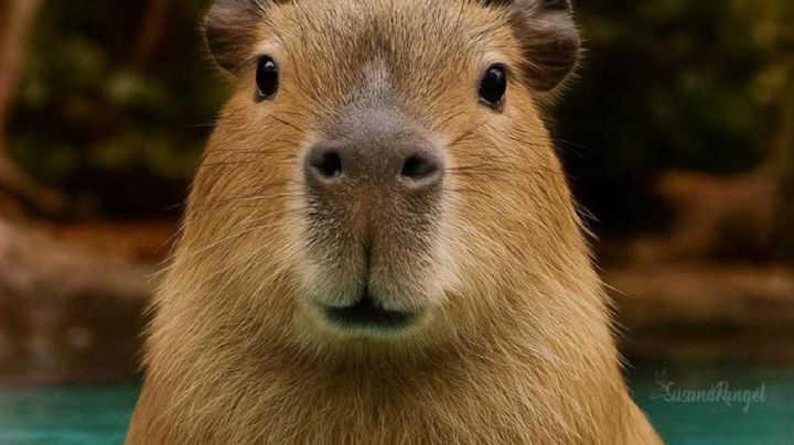 Capibaras, parecernos a El