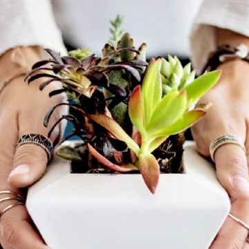 El rincón prohibido del Feng Shui: el lugar de tu casa donde jamás deberías poner plantas