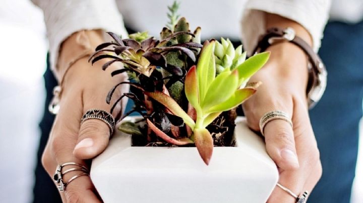 El rincón prohibido del Feng Shui: el lugar de tu casa donde jamás deberías poner plantas