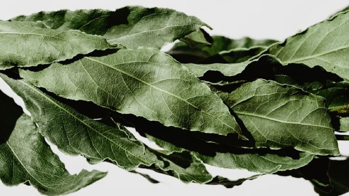 Ritual del laurel en septiembre: qué significa quemar hojas y cómo atraer buenas energías