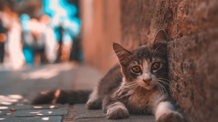 Vacaciones con mascotas en Estambul: la ciudad donde los gatos son parte de la cultura