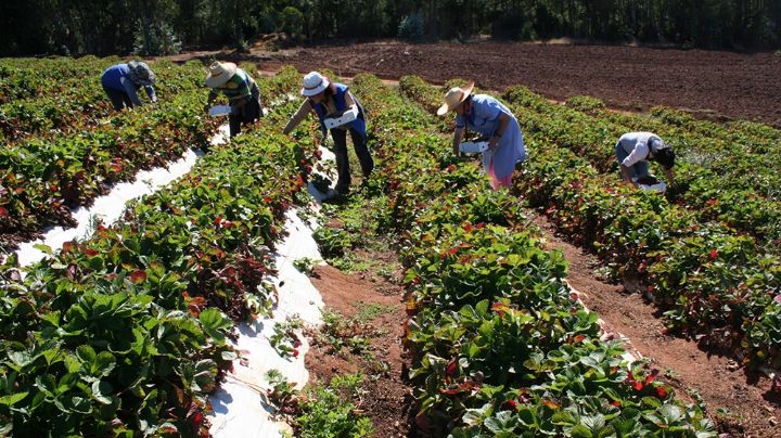 Frente de Todos: proyecto para compra estatal de alimentos de agricultura familiar