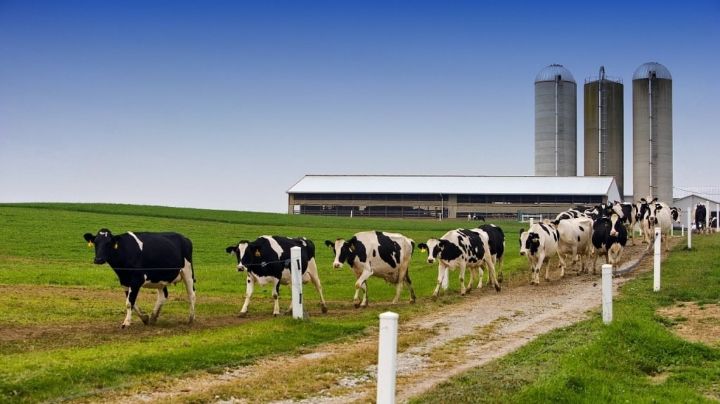 Sector lácteo: la producción y las exportaciones crecen