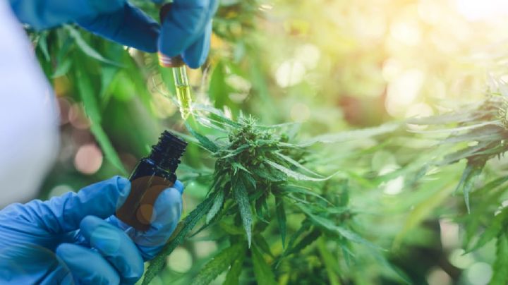 Ordenaron importar aceite de cannabis para tratar epilepsia refractaria