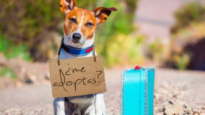 Estas son 10 razones por las que debes adoptar un perro en lugar de comprarlo