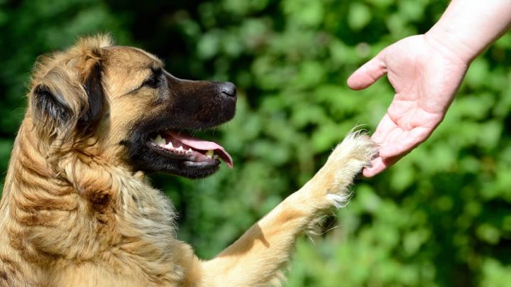 Te compartimos unos tips para que educar de forma correcta a tu perro