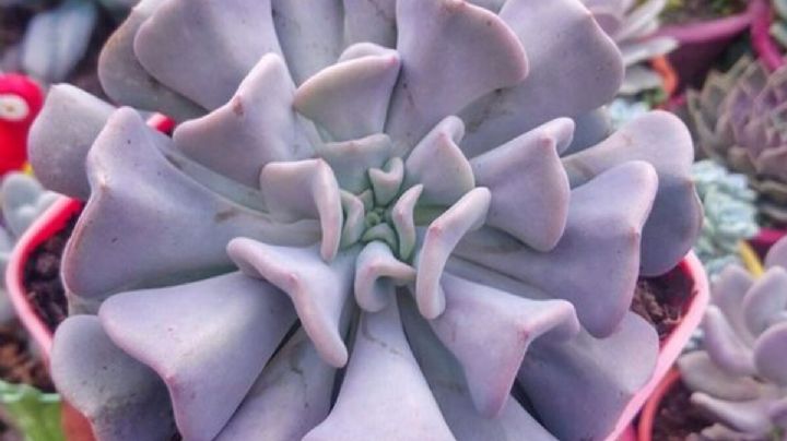 Echeveria Cubic Frost: cuidados de la suculenta híbrida que conquista por su aspecto geométrico