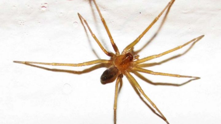 Sugerencias para evitar la araña de rincón en tu hogar